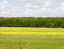 Flowering field in Kaluga Oblast
