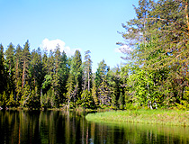 Forest in Karelia