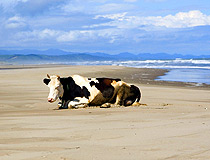 Just a cow resting on the beach in the Sakhalin region