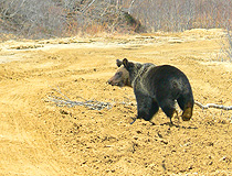 Bear in Sakhalin Oblast