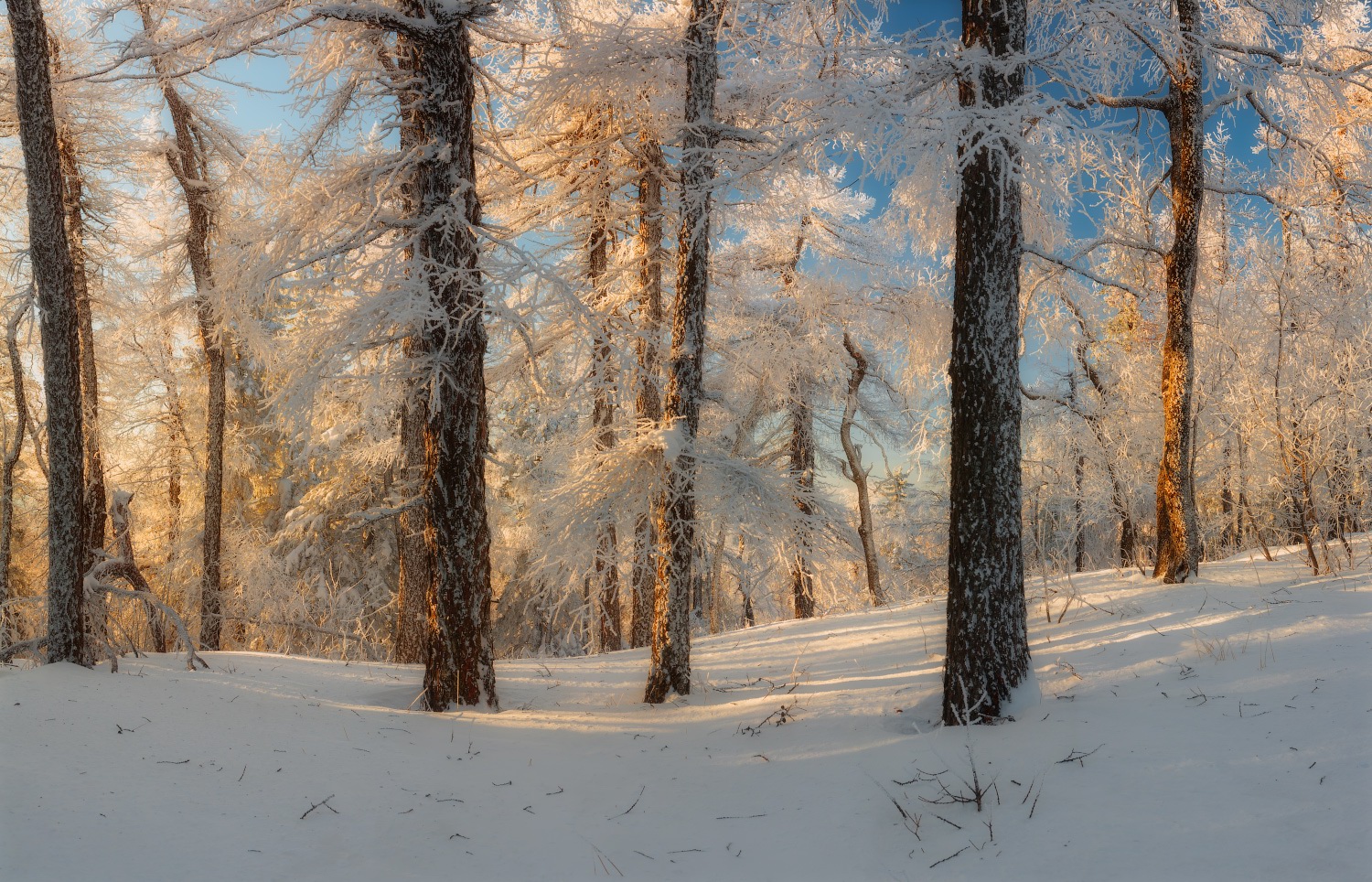Russian Winter Forest From A Fairy Tale · Russia Travel Blog