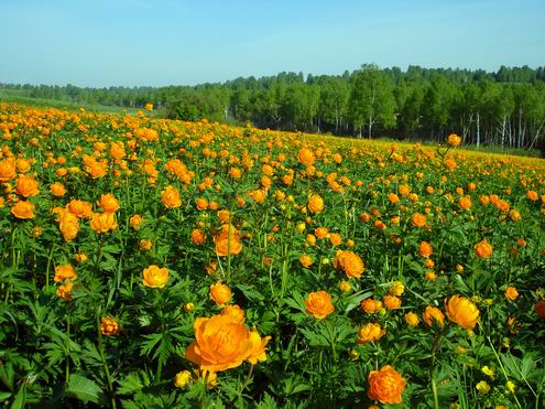 Kemerovo oblast (region) of Russia beautiful nature 9th photo