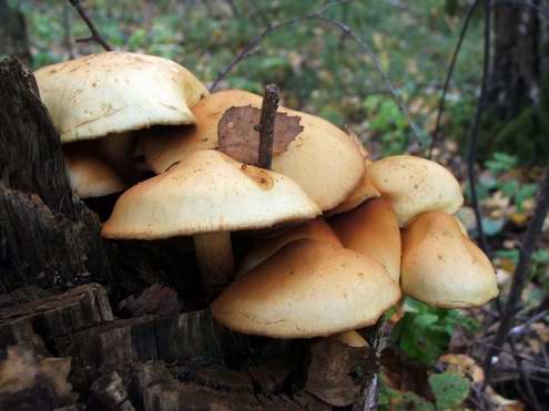 Nizhny Novgorod (Nizhniy Novgorod) Russia region (oblast) mushrooms photo