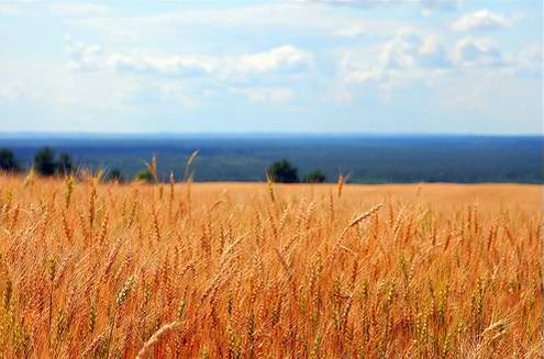 Nizhny Novgorod (Nizhniy Novgorod) Russia region (oblast) wheat field photo