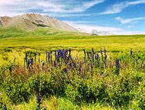 The Altai Republic scenery