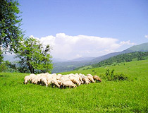 Flock of sheep in Chechnya