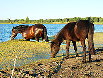 Horses in Chelyabinsk Oblast