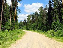 Forest road in the Ivanovo region