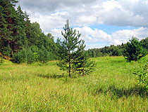 Forest in the Ivanovo region