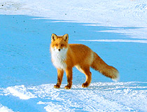 Kamchatka fox