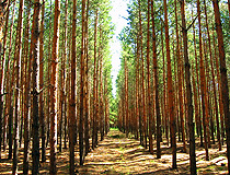 Forest in Kurgan Oblast