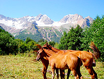 Horses in the Republic of North Ossetia - Alania