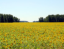 Sunflower field in Novosibirsk Oblast