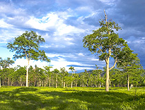 Forest in Primorsky Krai