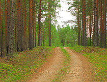 Forest in the Pskov region