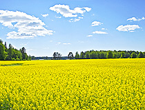 Pskov region field view