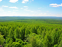 Sverdlovsk Oblast is rich in forests