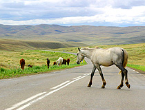 Horses in the Tuva Republic