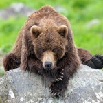 The mighty bears of Kamchatka region photos