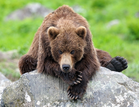 Kamchatka region, Russia bears view