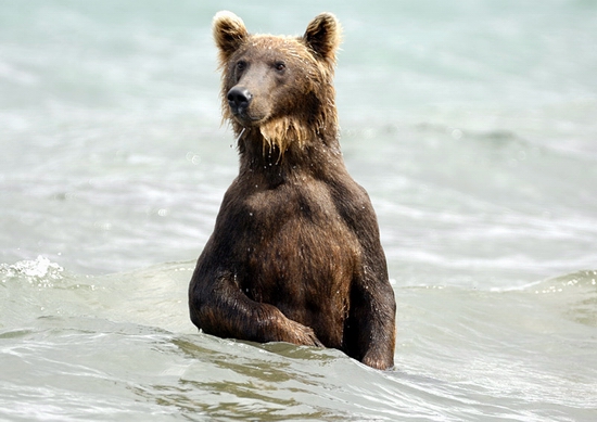 Kamchatka region, Russia bears view