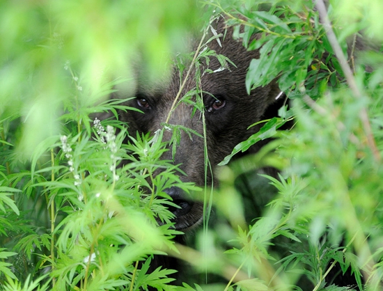 Kamchatka region, Russia bears view