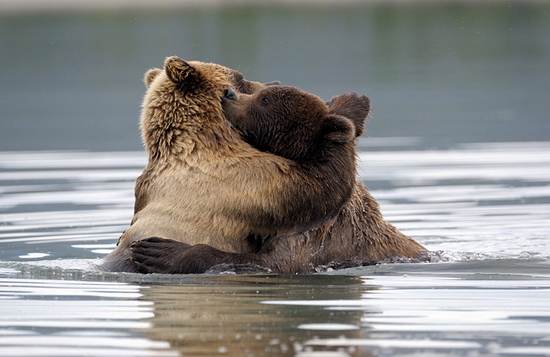 Kamchatka region, Russia bears view