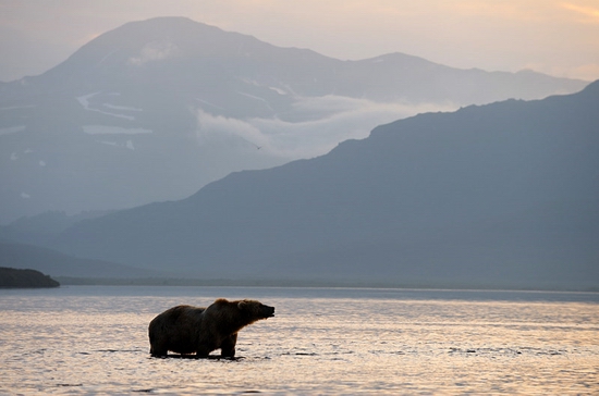 Kamchatka region, Russia bears view