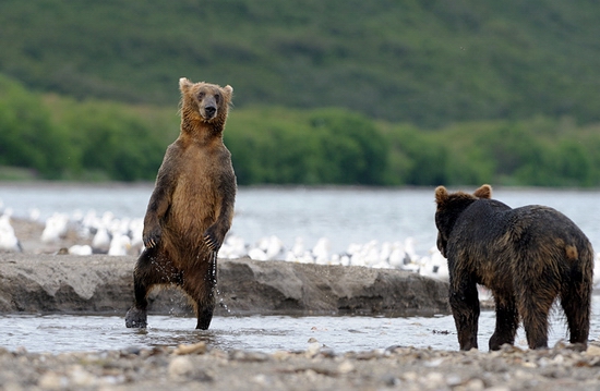 Kamchatka region, Russia bears view