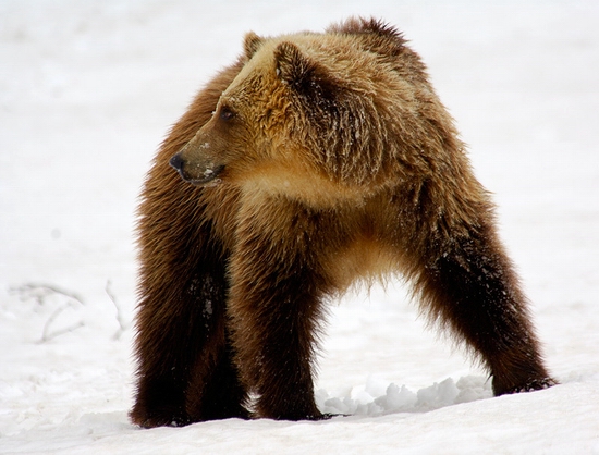 Kamchatka region, Russia bears view