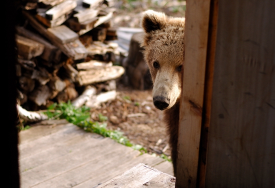 Kamchatka region, Russia bears view