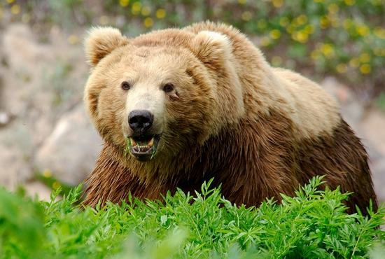 Kamchatka region, Russia bears view