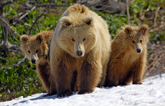 Kamchatka region, Russia bears view
