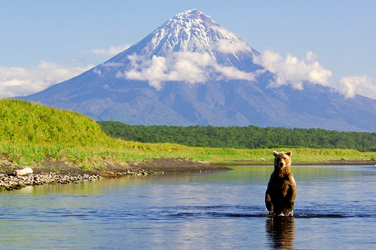 Kamchatka region, Russia bears view