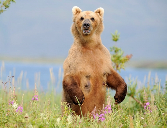 Kamchatka region, Russia bears view