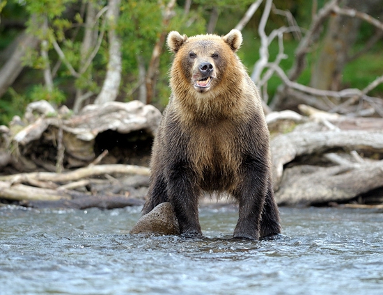 Kamchatka region, Russia bears view