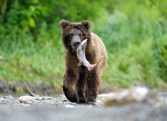 Kamchatka region, Russia bears view