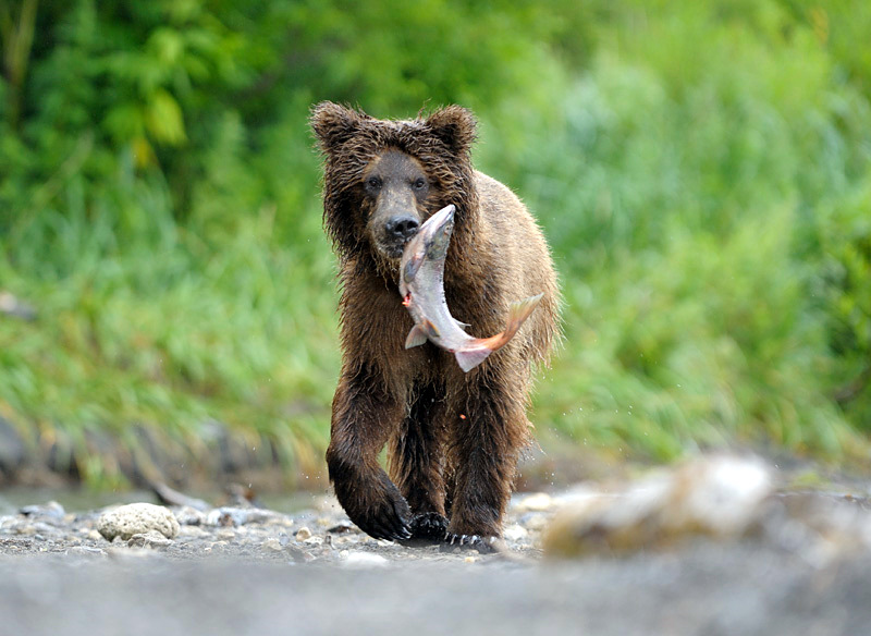 The mighty bears of Kamchatka region photos · Russia
