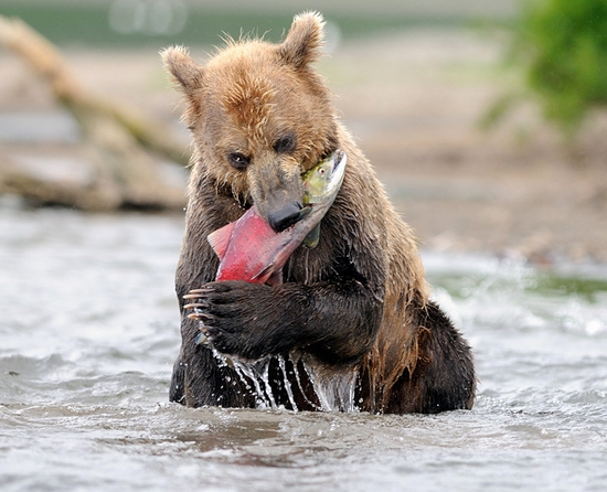 Russian bears and fish scenery