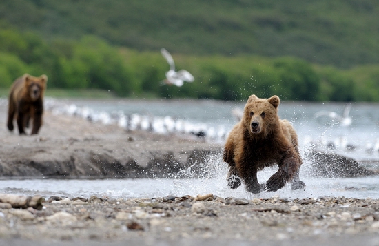 Russian bears and fish scenery