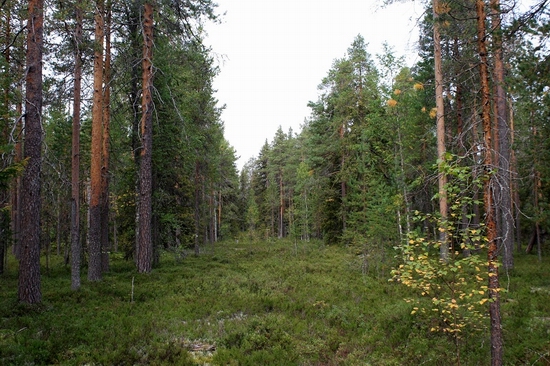 Vodlozersky national park, Russia view 17