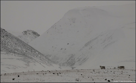 Russian Spitsbergen winter landscapes 11