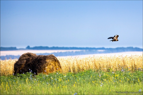 Stavropol krai, Russia landscape 4