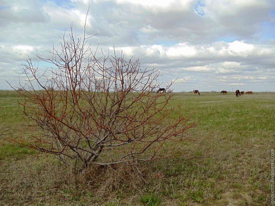 Astrakhan region, Russia nature view 17