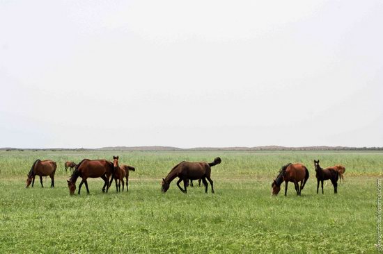 Astrakhan region, Russia nature view 18