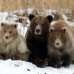 Paradise for Bears in the South Kamchatka Wildlife Sanctuary