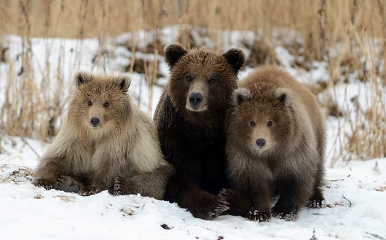 Bears in the South Kamchatka Wildlife Sanctuary, Russia, photo 1