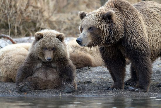 Bears in the South Kamchatka Wildlife Sanctuary, Russia, photo 10