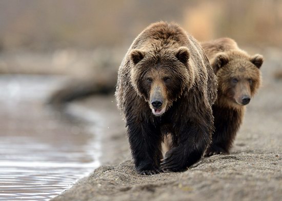 Bears in the South Kamchatka Wildlife Sanctuary, Russia, photo 11