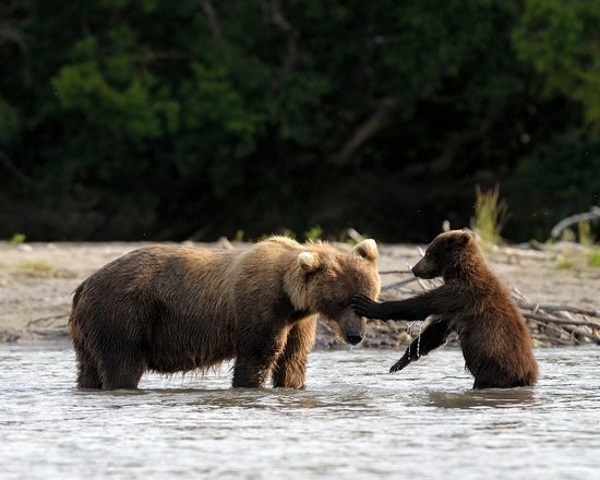 Bears in the South Kamchatka Wildlife Sanctuary, Russia, photo 12